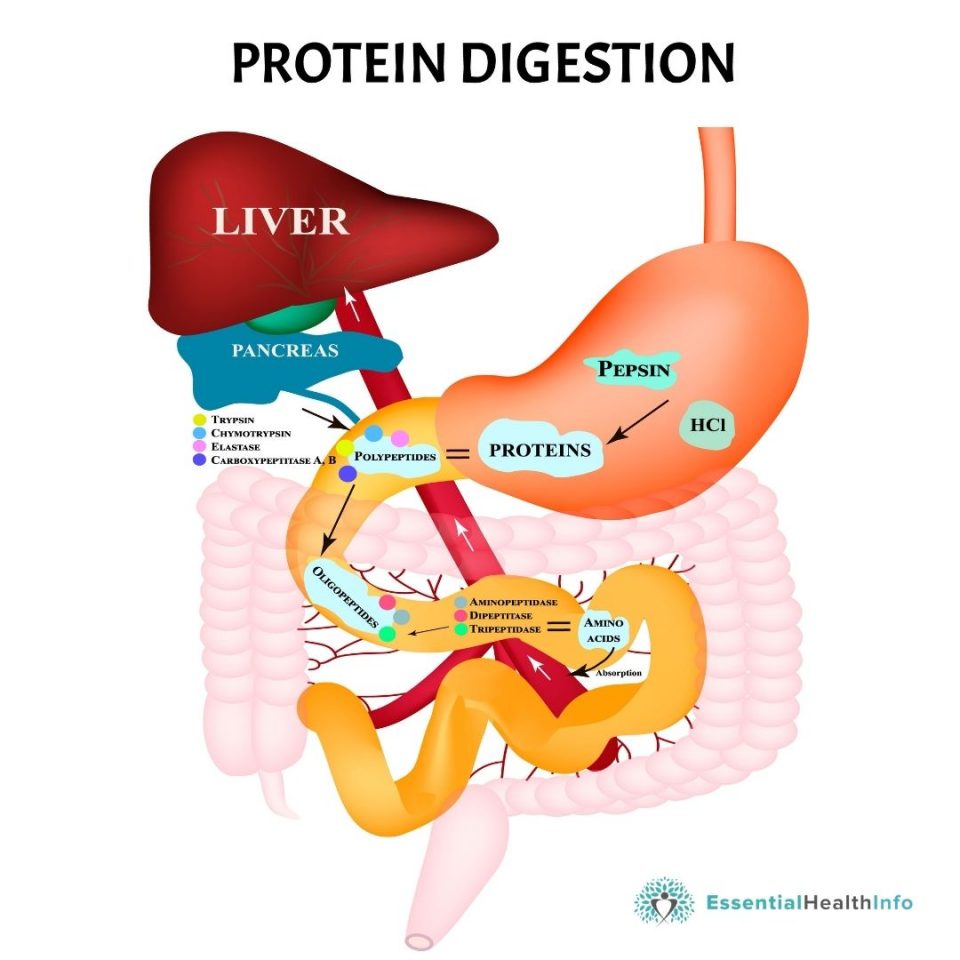 When-keeping-track-of-your-daily-protein-intake-it’s-important-to-understand-how-protein-is-made-in-your-body